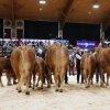 163  schauklasse 6.2 limousin - khe mit kalb 